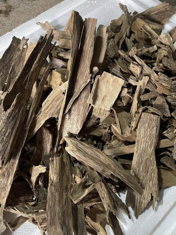 giác trầm hương để tạo ra nụ trầm nguyên chất giác trầm hương để tạo ra nụ trầm nguyên chất